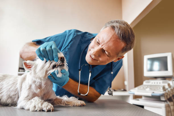 Best Emergency Root Canal Treatment in Foxfire, NC
